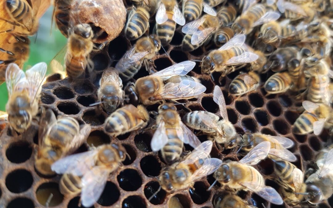 Des nouvelles de la ruche